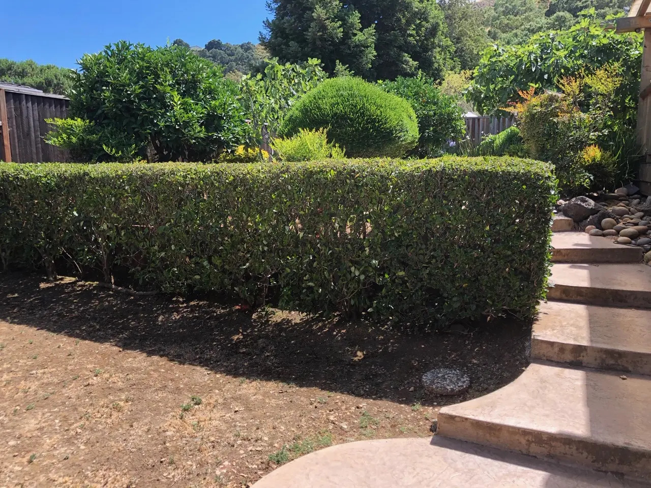 Tree and Bush Removal in Morgan Hill, CA