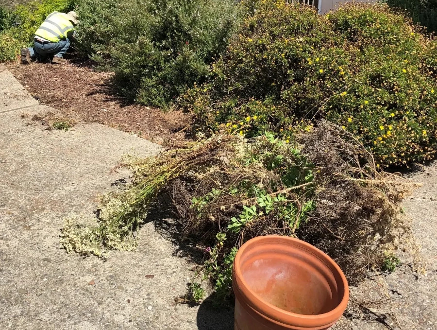 Landscape Maintenance in Santa Cruz, CA