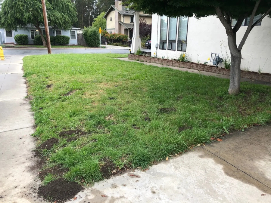 Landscape Maintenance in Santa Cruz, CA