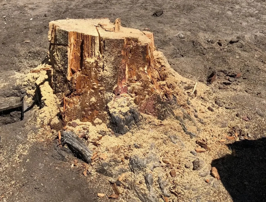 Tree Stump Removal in Pacific Grove, CA